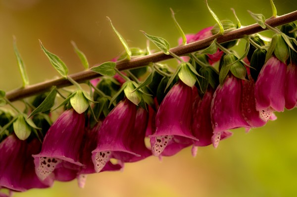 Foxglove
