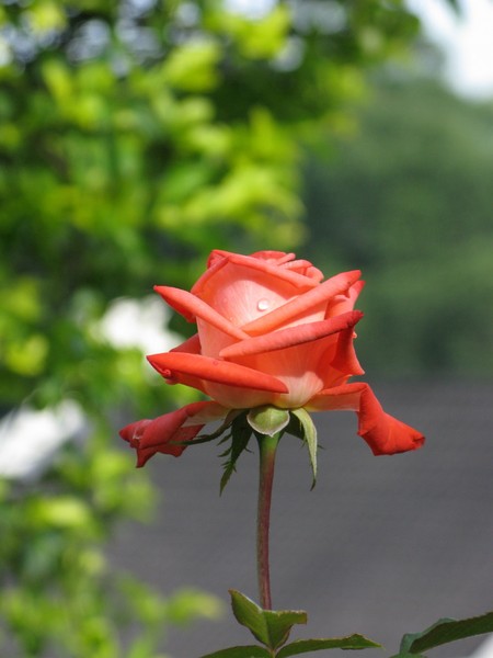 IMG 4338 resize