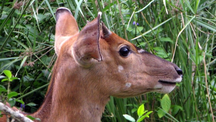 Buck002
