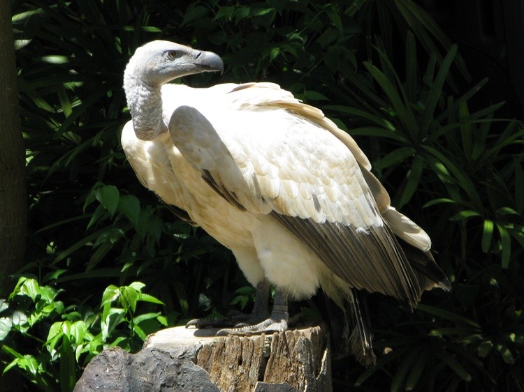 Vulture on Stump