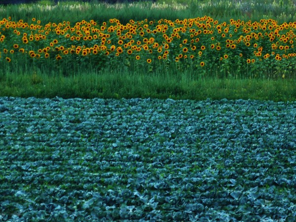 Sunflowers.