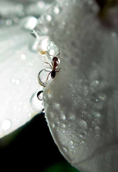Ant-i Social 2