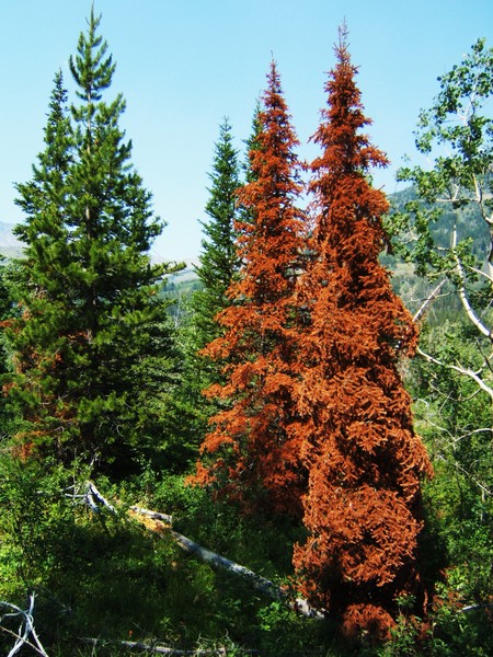 red trees