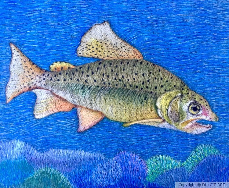 APACHE TROUT