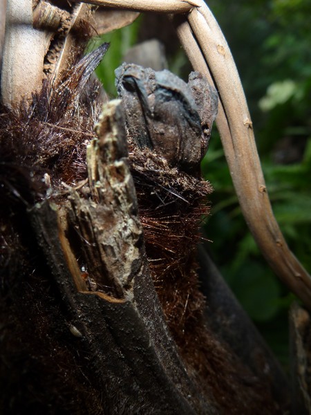 Tree Furr