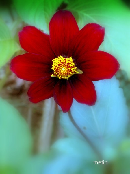 red dahlia