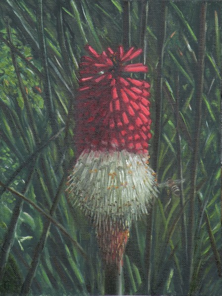 Kniphofia