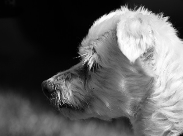 Toby