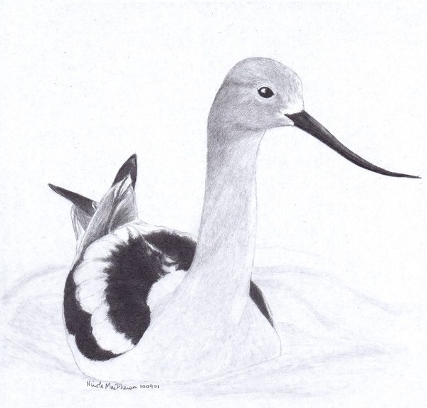 American Avocet