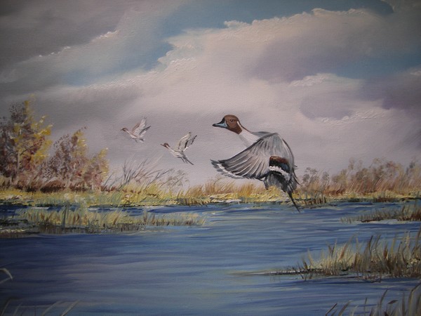 Katy Prairie Pintail