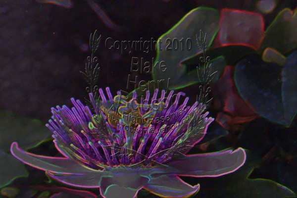 Passion flower