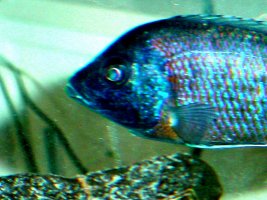 Cichlid Head