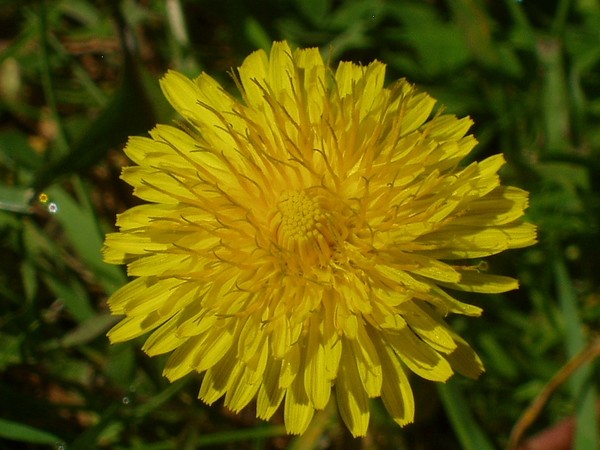Dandelion