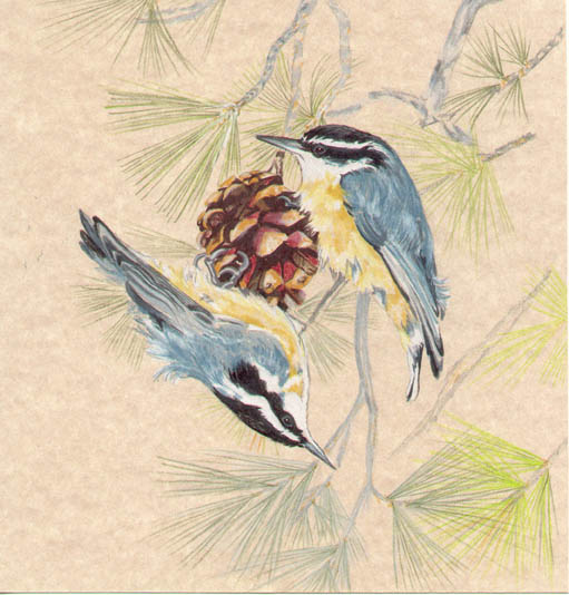 Birds in the pine