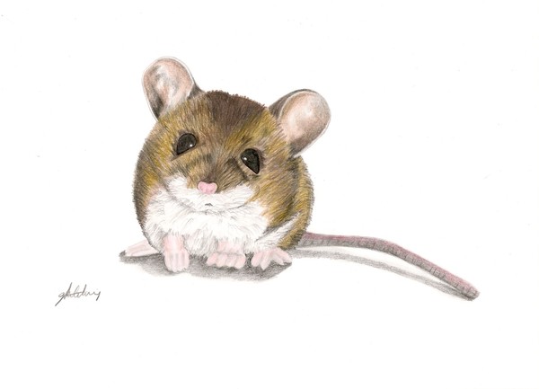 Mouse