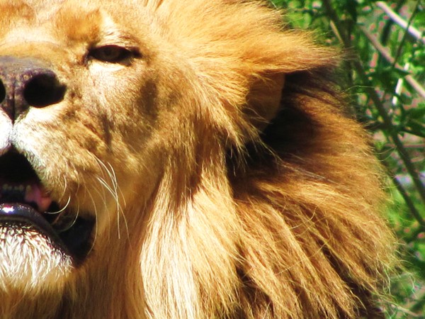 Yawn.