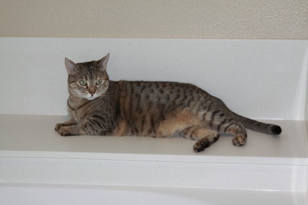 My cat, Lilly #1