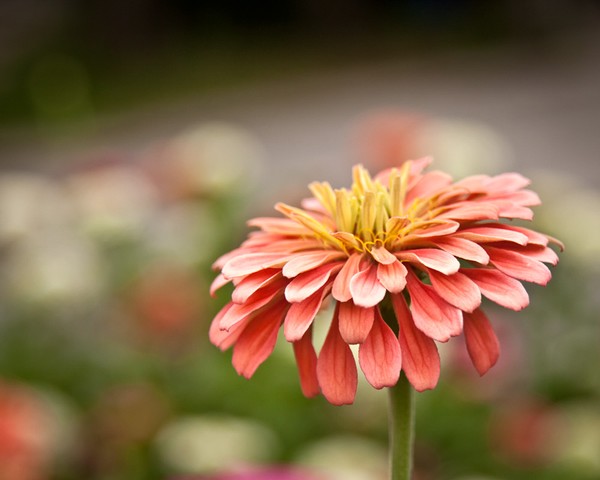Zinnia