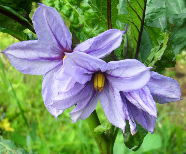 egg plant flowers