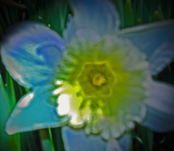 Blue Daffodil