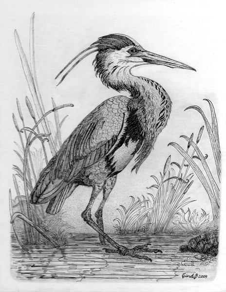 Great Blue Heron