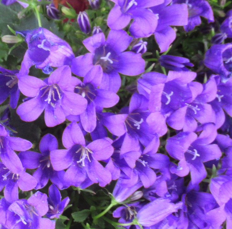 AN OCEAN OF CAMPANULAS