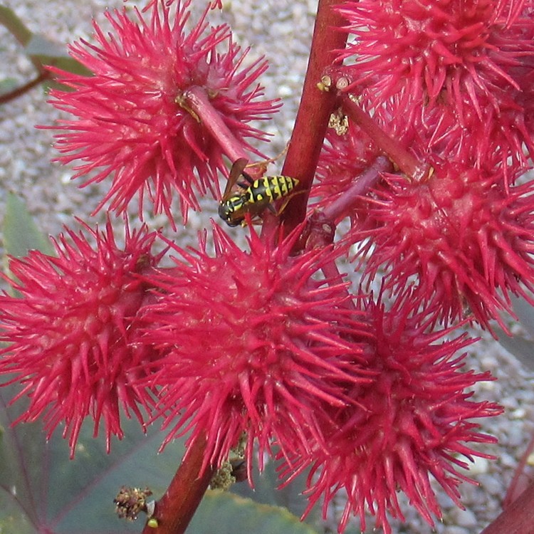 CASTOR OIL PLANT + WASP