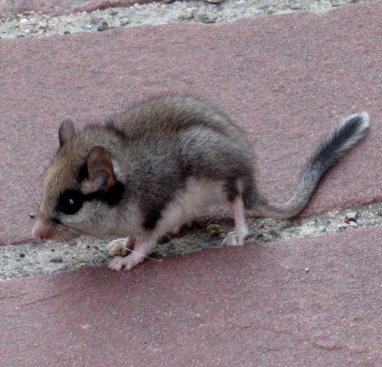 GARDEN DORMOUSE