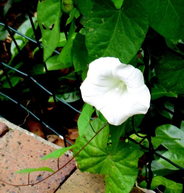 MORNING GLORY