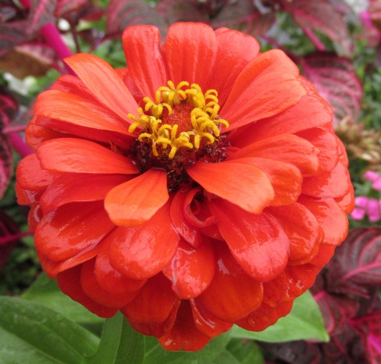 ZINNIA UNDER THE RAIN