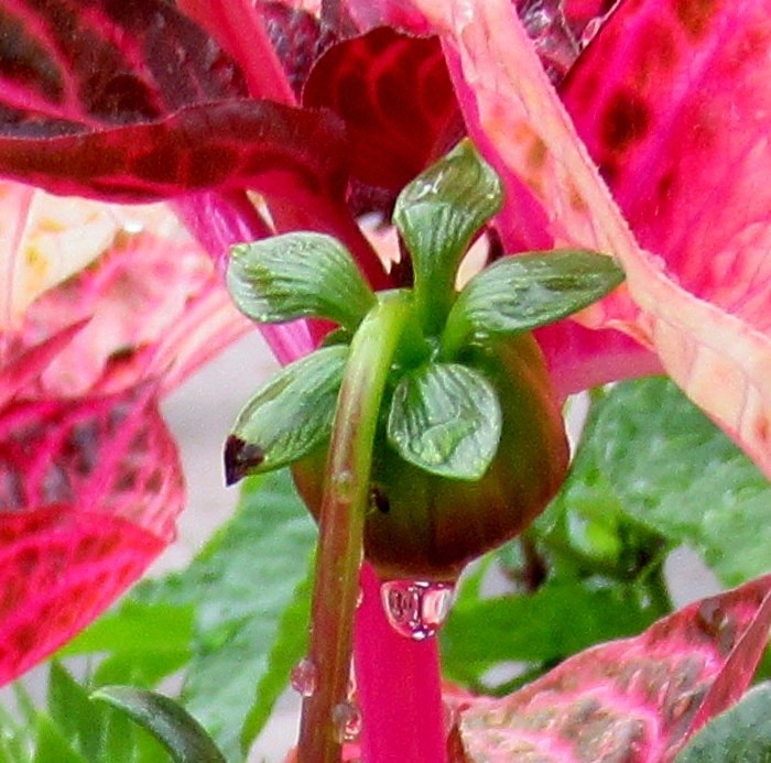 SULKY FLOWER