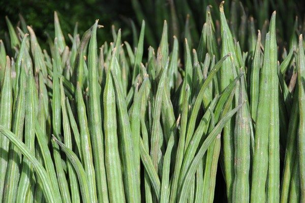 okra
