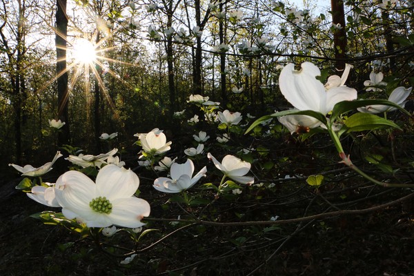 Spring Dogwood Beauty