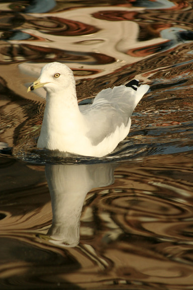 Rippled Reflections