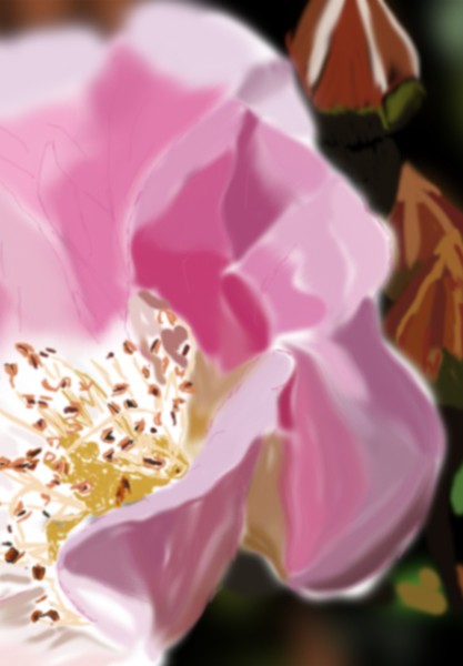 PinkRose B