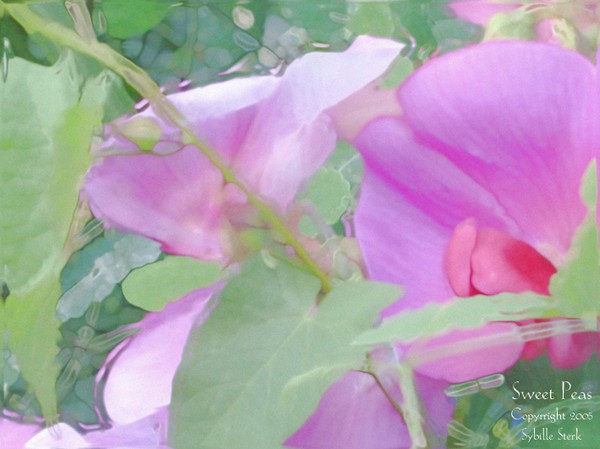 Sweet Peas