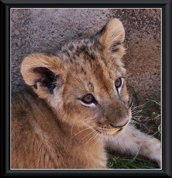 Lion cub