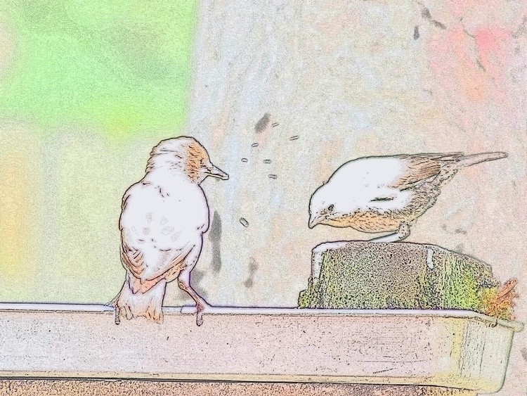 Drinking birds