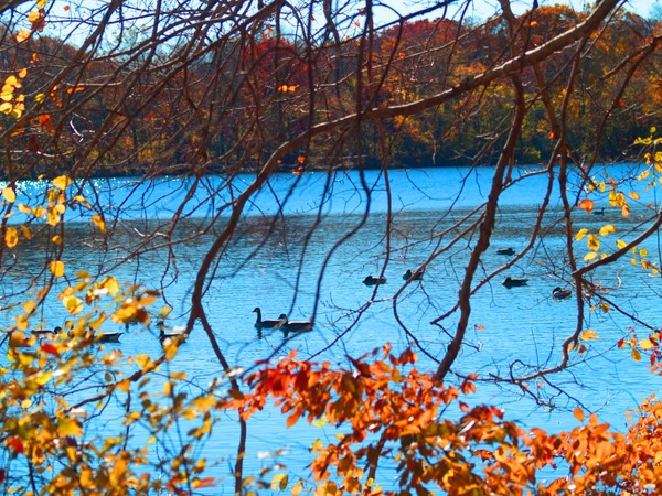 Ducks Thru the trees