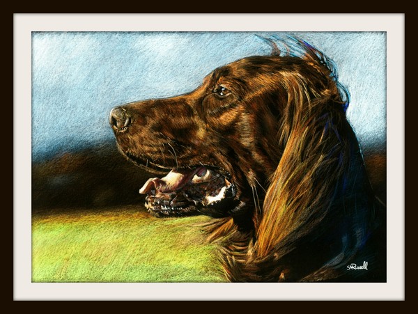Red Setter