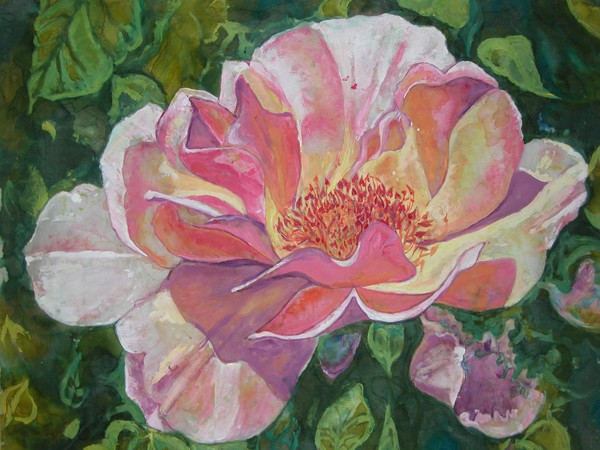 Spring Rose 