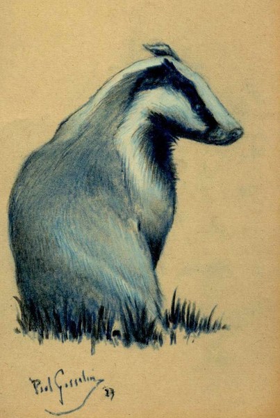 The Badger