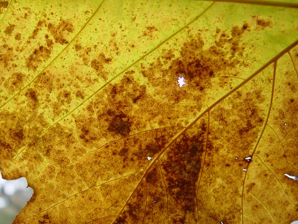 Leaf Abstract