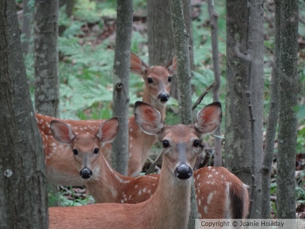 FAWNS- PHOTO