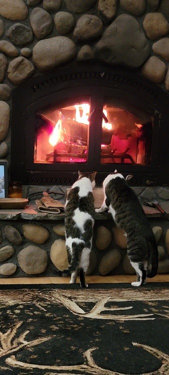 MY SONS BUDDIES