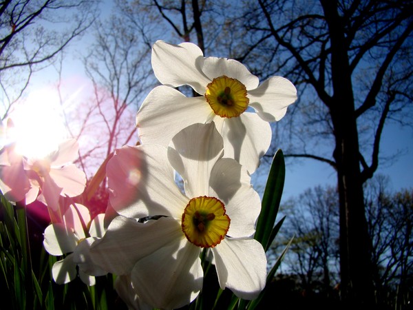 Spring 627a