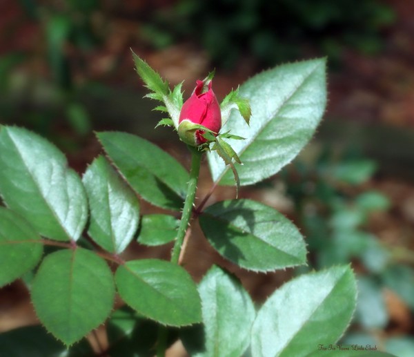 Rosebud
