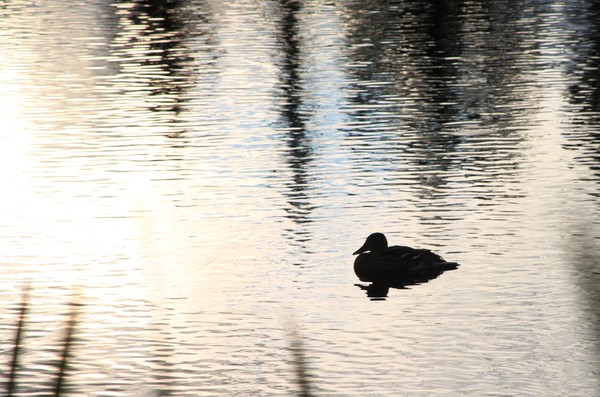 Quiet solitude
