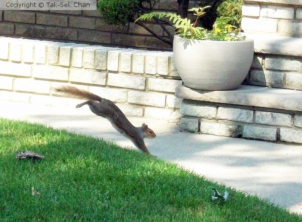 A leaping squirrel