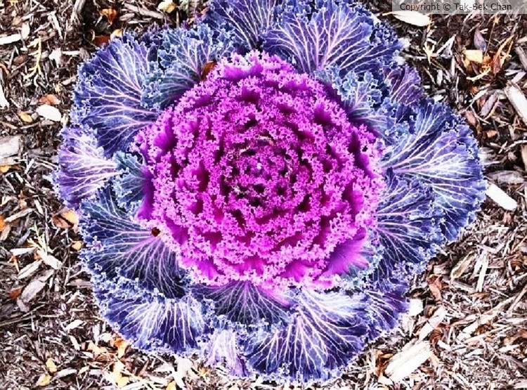 Kale (Brassica oleracea var. acephala) 01-18-2020
